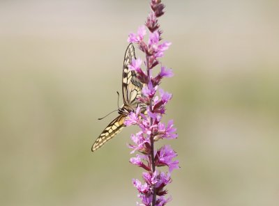 Koninginnenpage / Common Yellow Swallowtail