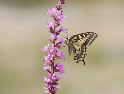 Koninginnenpage / Common Yellow Swallowtail