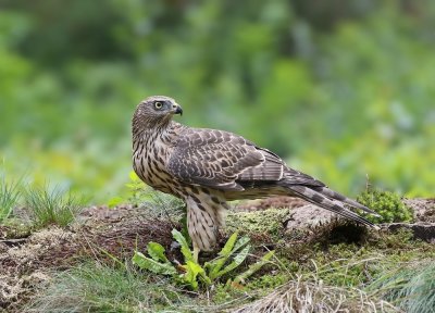 Havik / Northern Goshawk