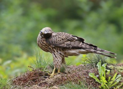 Havik / Northern Goshawk