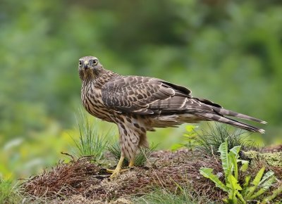 Havik / Northern Goshawk