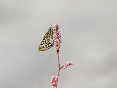 Spiegeldikkopje / Large Chequered Skipper