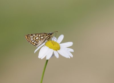 Spiegeldikkopje / Large Chequered Skipper