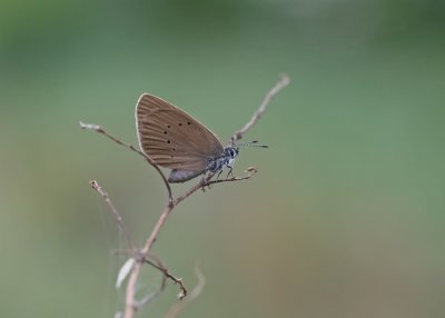 Donker Pimpernelblauwtje / Dusky Large Blue