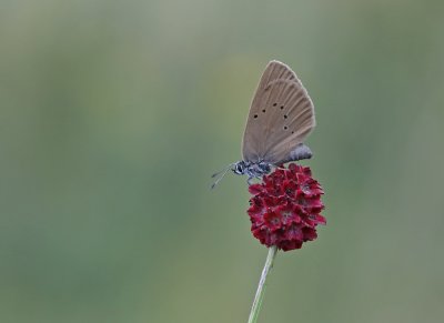 Donker Pimpernelblauwtje / Dusky Large Blue