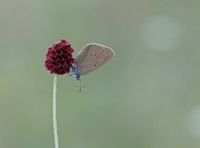 Donker Pimpernelblauwtje / Dusky Large Blue