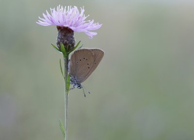 Donker Pimpernelblauwtje / Dusky Large Blue