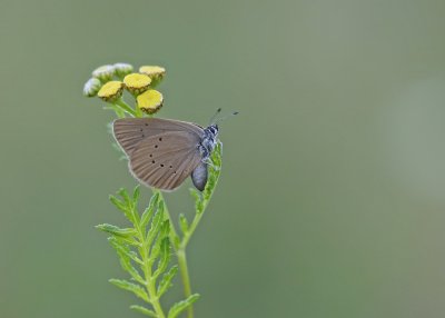 Donker Pimpernelblauwtje / Dusky Large Blue