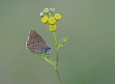 Donker Pimpernelblauwtje / Dusky Large Blue