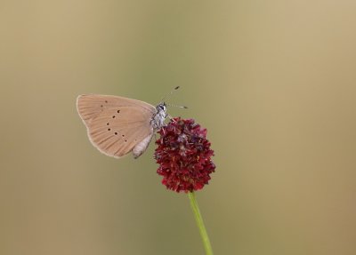 Donker Pimpernelblauwtje / Dusky Large Blue