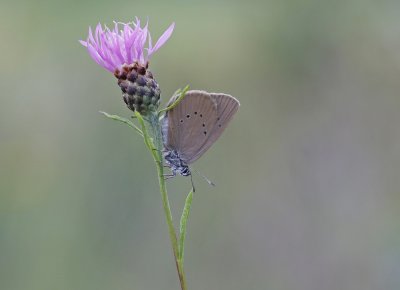 Donker Pimpernelblauwtje / Dusky Large Blue