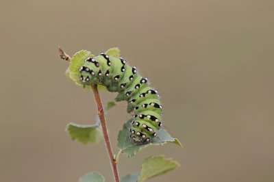 :: Nachtpauwoog / Emperor Moth ::