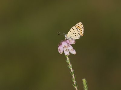 Bruine Vuurvlinder / Sooty Copper