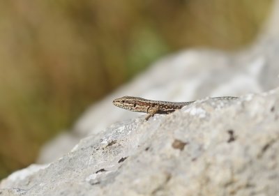 Muurhagedis / Common Wall Lizard