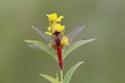 Vuurlibel / Broad Scarlet, Scarlet Darter