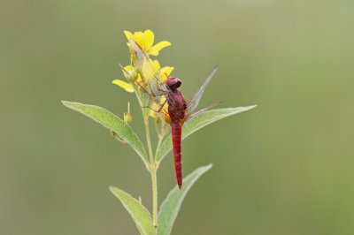 Vuurlibel / Broad Scarlet, Scarlet Darter