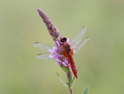 Vuurlibel / Broad Scarlet, Scarlet Darter