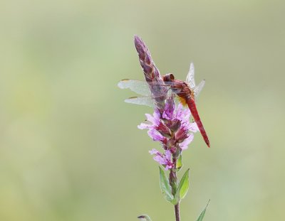 Vuurlibel / Broad Scarlet, Scarlet Darter