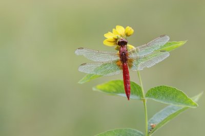 Vuurlibel / Broad Scarlet, Scarlet Darter