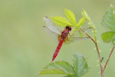 Vuurlibel / Broad Scarlet, Scarlet Darter