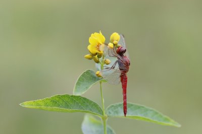 Vuurlibel / Broad Scarlet, Scarlet Darter