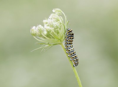 Rups van Koninginnenpage / Caterpillar of Common Yellow Swallowtail