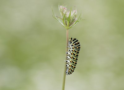 Rups van Koninginnenpage / Caterpillar of Common Yellow Swallowtail