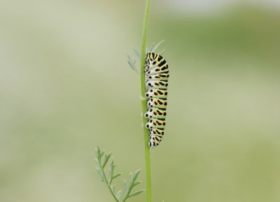 Rups van Koninginnenpage / Caterpillar of Common Yellow Swallowtail