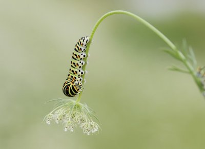 Rups van Koninginnenpage / Caterpillar of Common Yellow Swallowtail