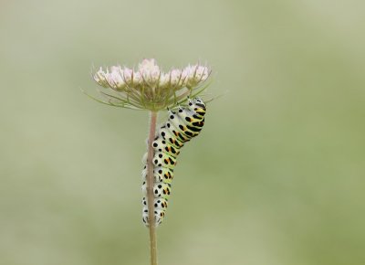 Rups van Koninginnenpage / Caterpillar of Common Yellow Swallowtail