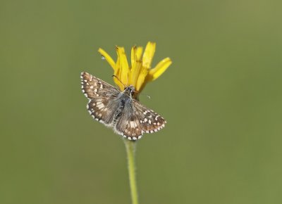 Bretons Spikkeldikkopje / Oberthür's Skipper