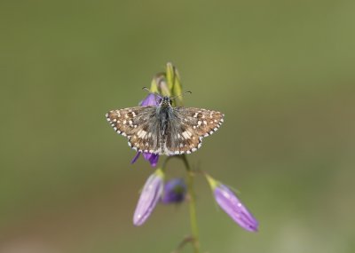 Bretons Spikkeldikkopje / Oberthür's Skipper