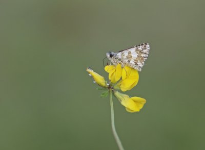 Bretons Spikkeldikkopje / Oberthür's Skipper