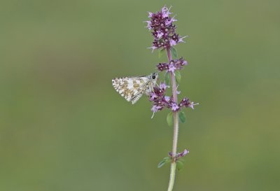 Bretons Spikkeldikkopje / Oberthür's Skipper