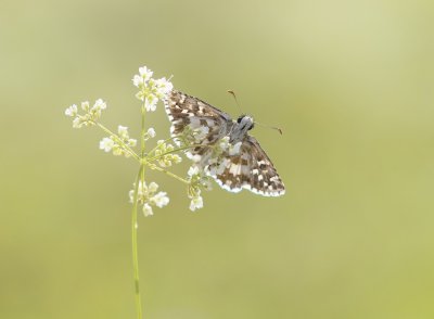 Bretons Spikkeldikkopje / Oberthür's Skipper