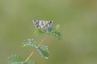 Bretons Spikkeldikkopje / Oberthür's Skipper