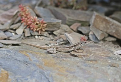 Muurhagedis / Common Wall Lizard