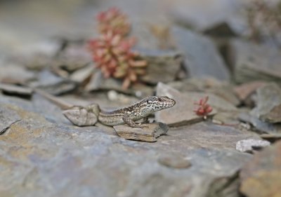 Muurhagedis / Common Wall Lizard