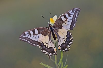 Koninginnenpage / Common Yellow Swallowtail