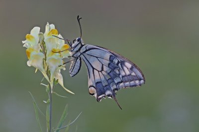 Koninginnenpage / Common Yellow Swallowtail