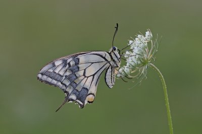 Koninginnenpage / Common Yellow Swallowtail