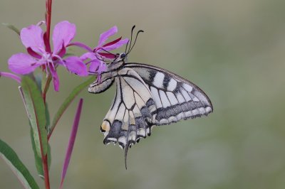 Koninginnenpage / Common Yellow Swallowtail