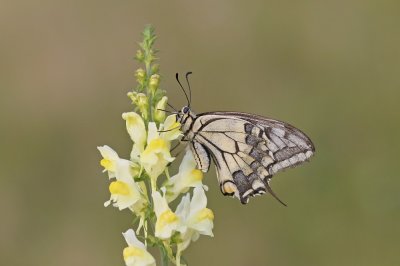 Koninginnenpage / Common Yellow Swallowtail