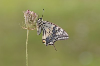 Koninginnenpage / Common Yellow Swallowtail