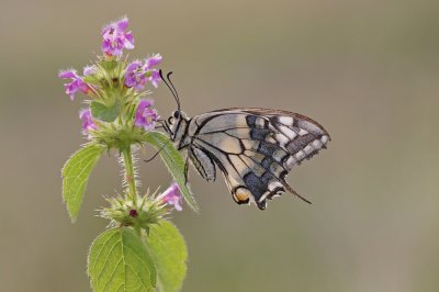 Koninginnenpage / Common Yellow Swallowtail