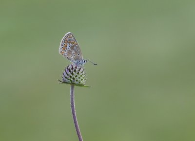 Icarusblauwtje / Common Blue