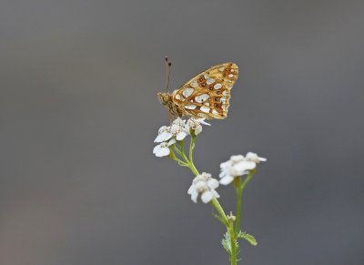 Kleine Parelmoervlinder / Queen of Spain Fritillary