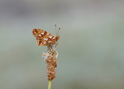 Kleine Parelmoervlinder / Queen of Spain Fritillary