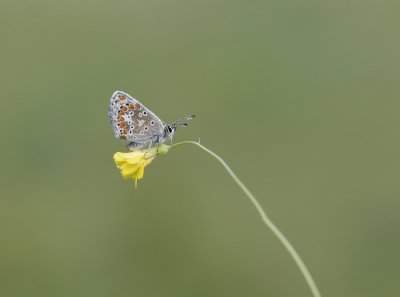 Bruin Blauwtje / Brown Argus