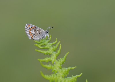 Bruin Blauwtje / Brown Argus